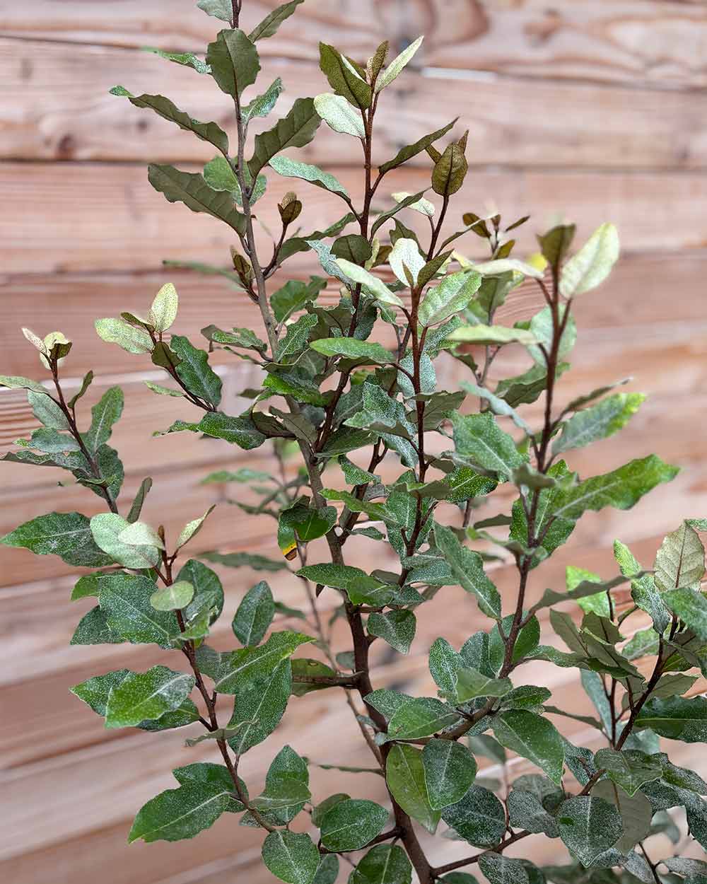 Ölweide Hecke