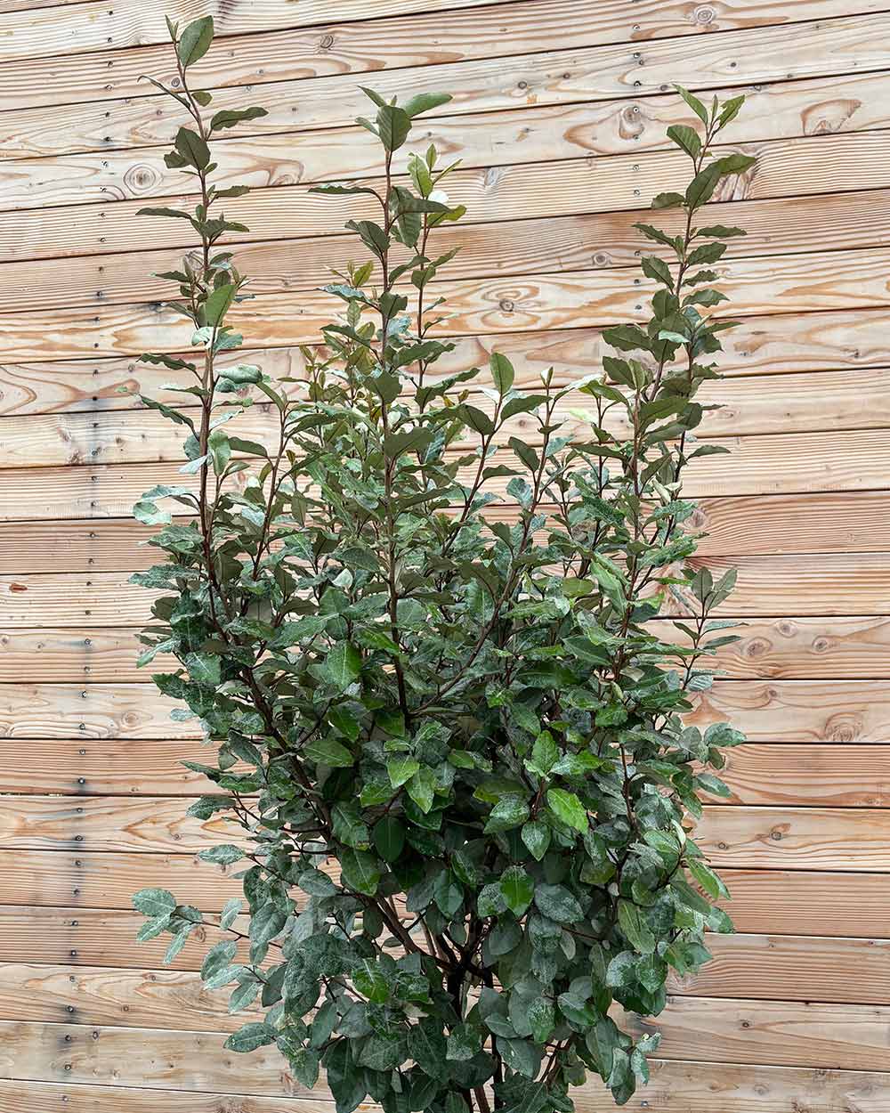 Ölweide Hecke