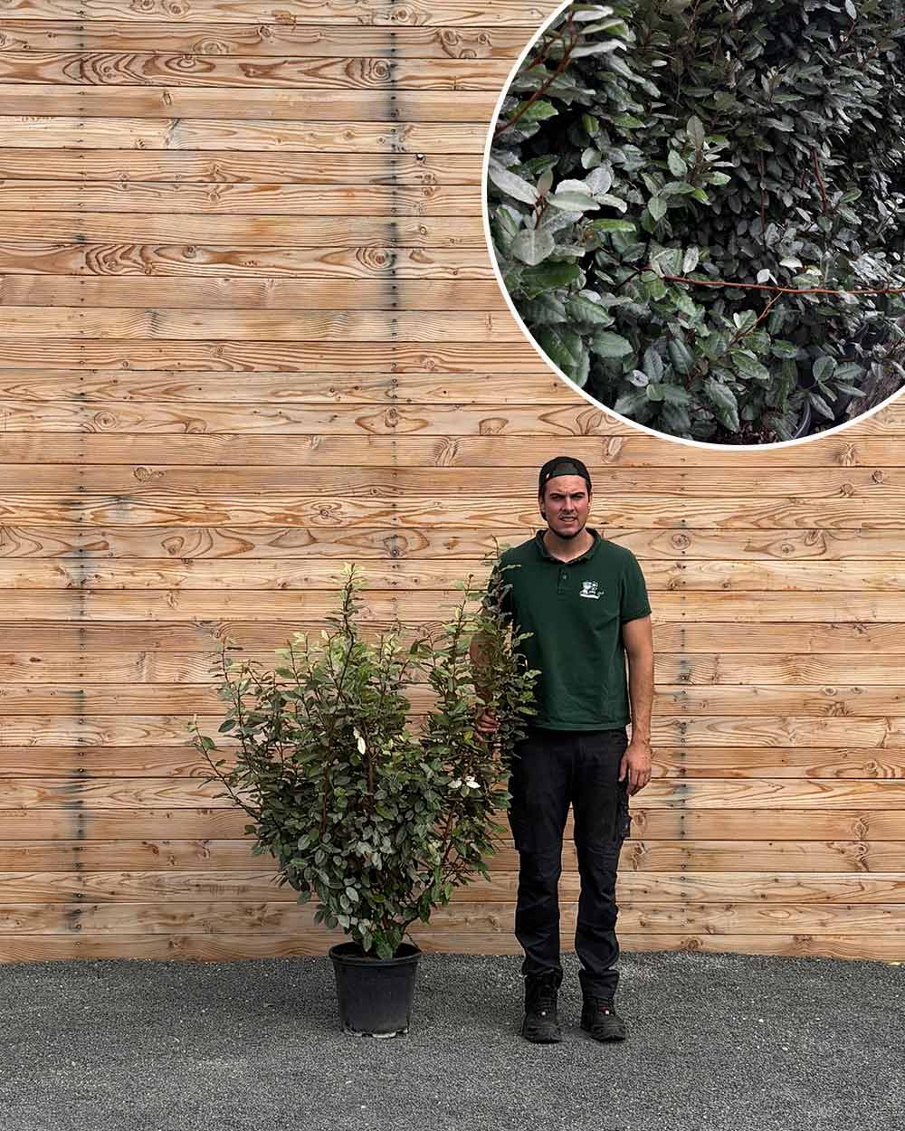 Ölweide (Elaeagnus ebbingei ‘Compacta’) Hecke