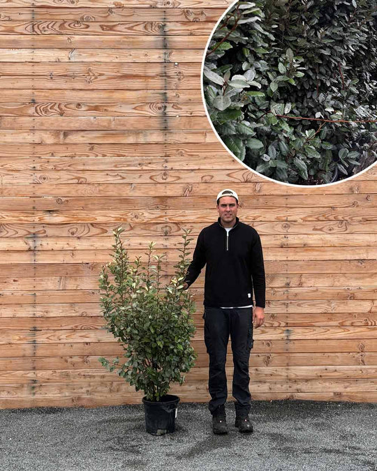 Ölweide Hecke