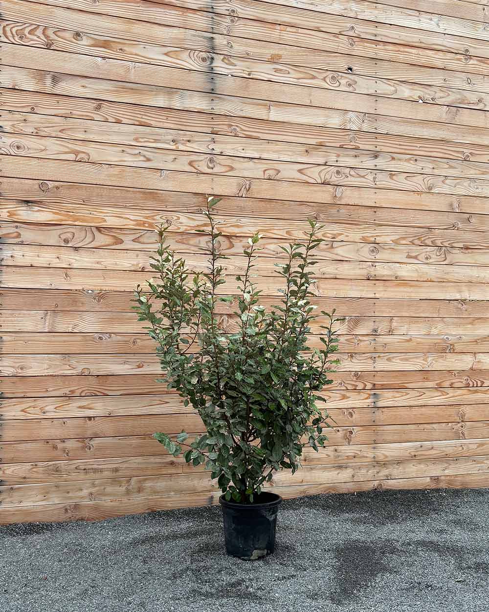 Ölweide Hecke