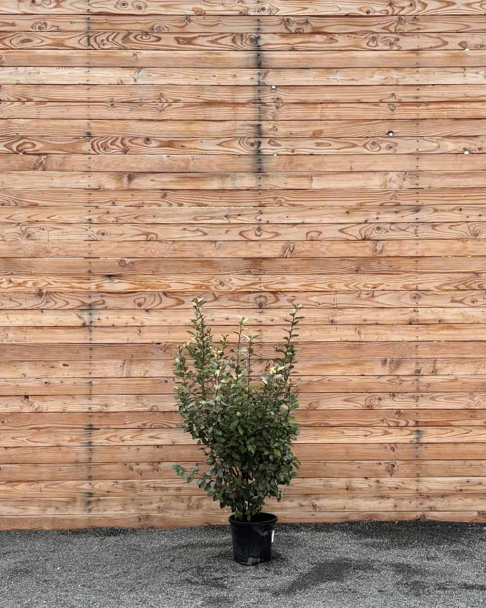 Ölweide Hecke
