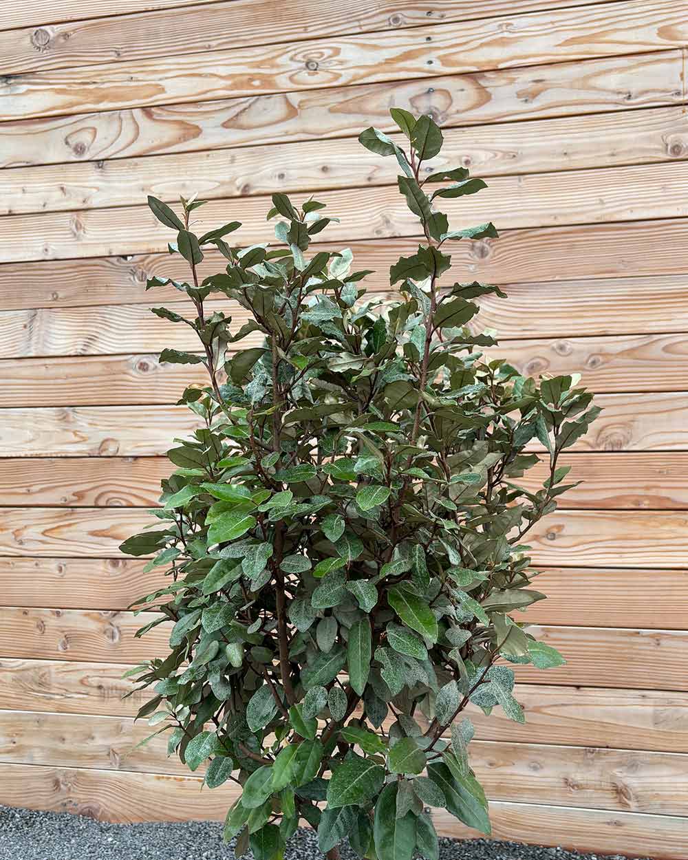 Ölweide Hecke