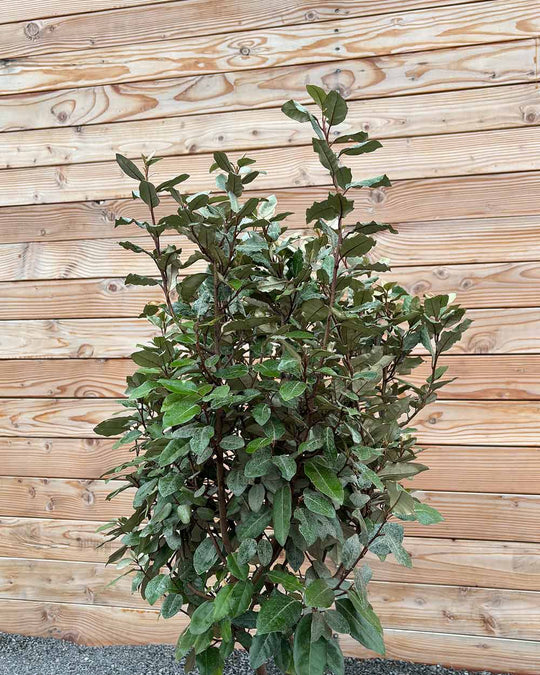 Ölweide Hecke