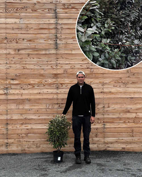 Ölweide Hecke