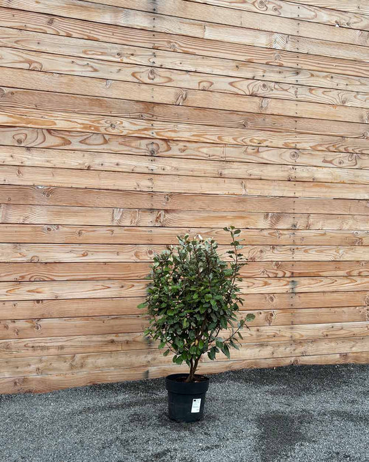 Ölweide Hecke