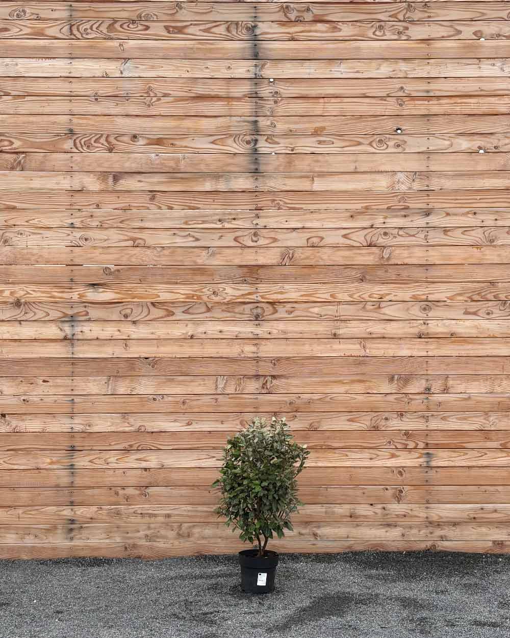 Ölweide Hecke