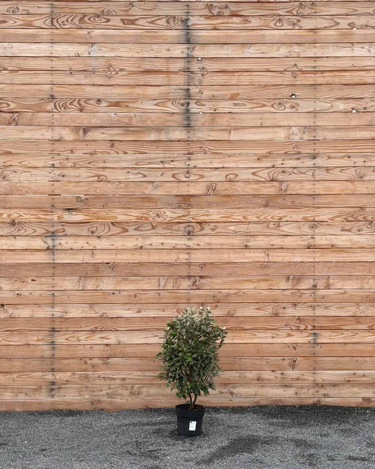 Ölweide Hecke
