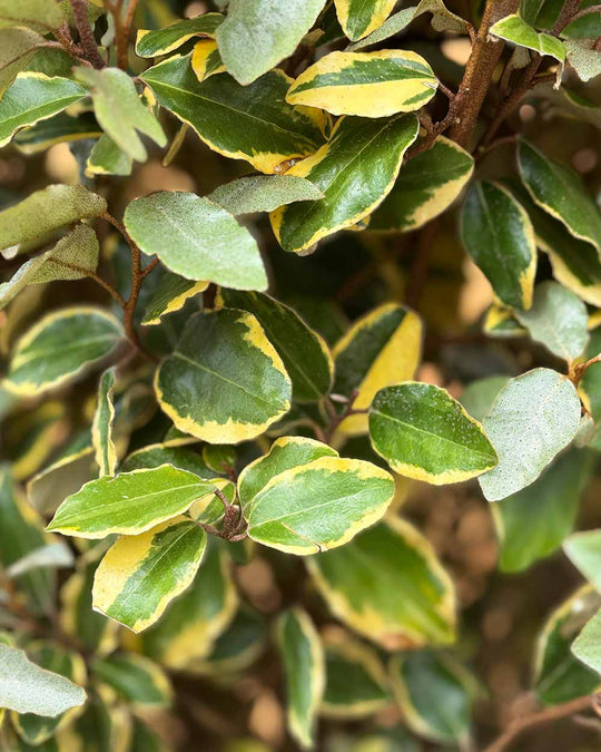 Ölweide – Elaeagnus ebbingei ‘Vivileg’ (Hecke)