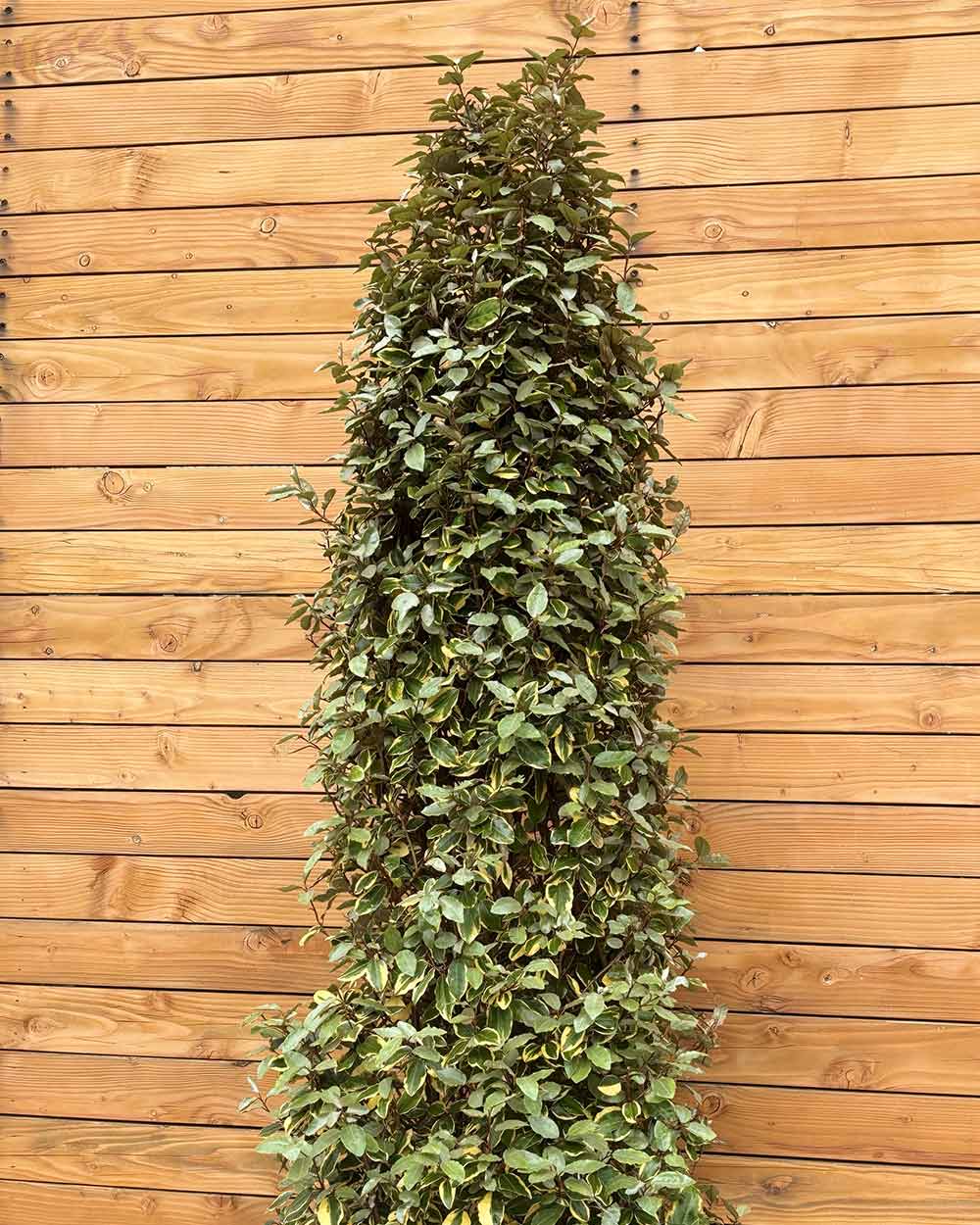 Ölweide – Elaeagnus ebbingei ‘Vivileg’ (Hecke)