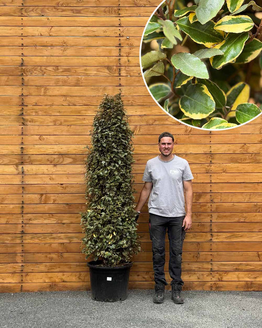 Ölweide – Elaeagnus ebbingei ‘Vivileg’ (Hecke)