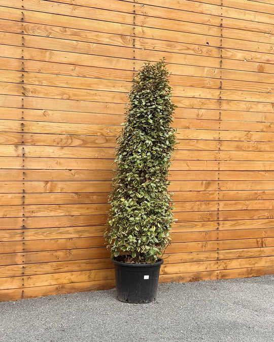 Ölweide – Elaeagnus ebbingei ‘Vivileg’ (Hecke)