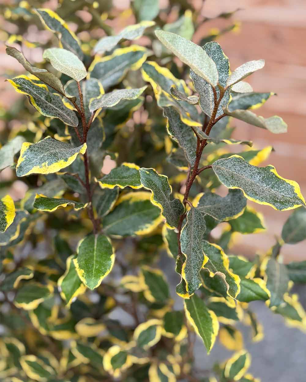 Ölweide (Elaeagnus ebbingei ‘Viveleg’) Hecke