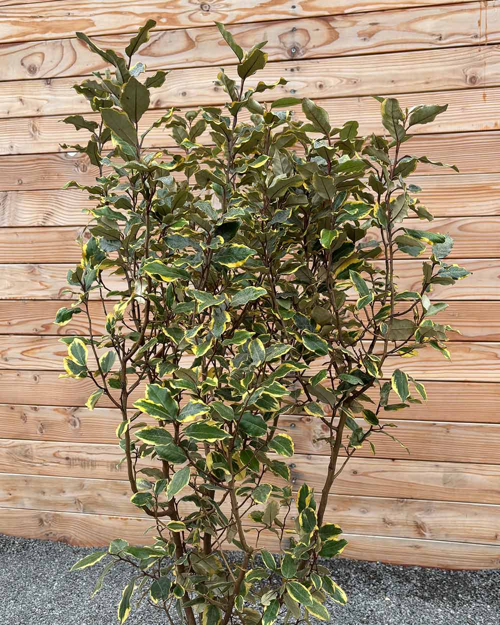 Ölweide (Elaeagnus ebbingei ‘Viveleg’) Hecke