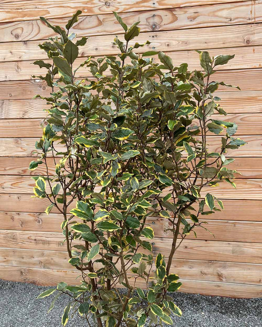 Ölweide (Elaeagnus ebbingei ‘Viveleg’) Hecke
