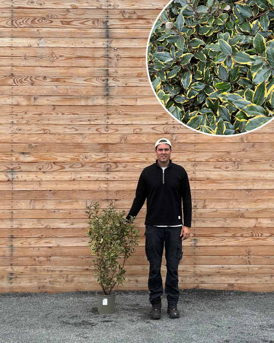 Ölweide (Elaeagnus ebbingei ‘Viveleg’) Hecke