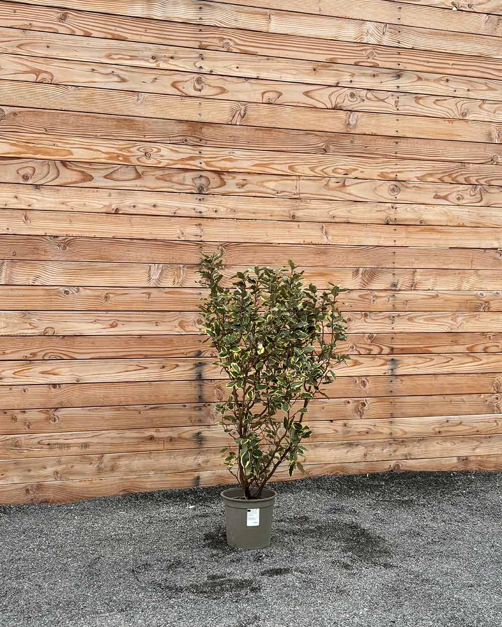 Ölweide (Elaeagnus ebbingei ‘Viveleg’) Hecke