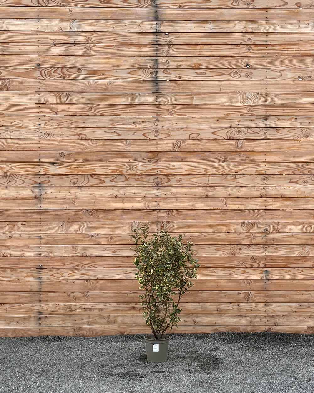 Ölweide (Elaeagnus ebbingei ‘Viveleg’) Hecke