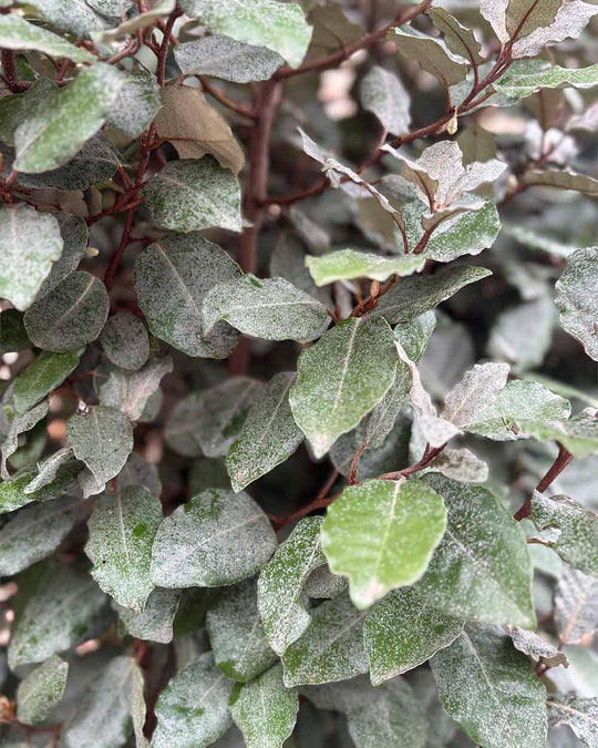 Ölweide Hecke