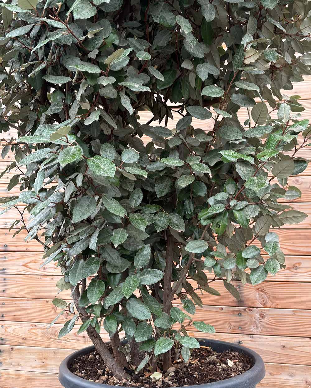 Ölweide Hecke