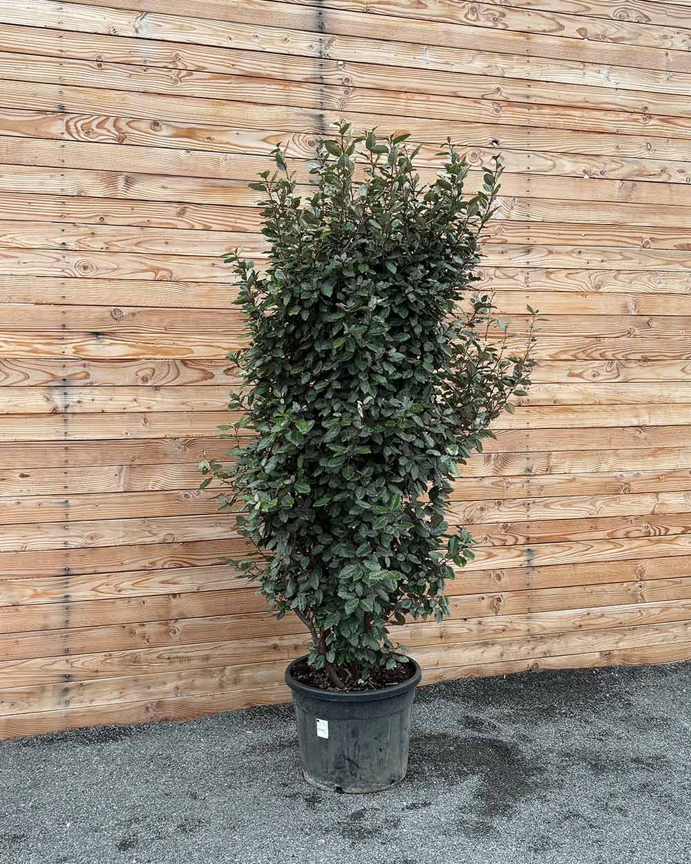 Ölweide Hecke