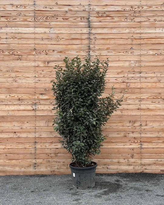 Ölweide Hecke