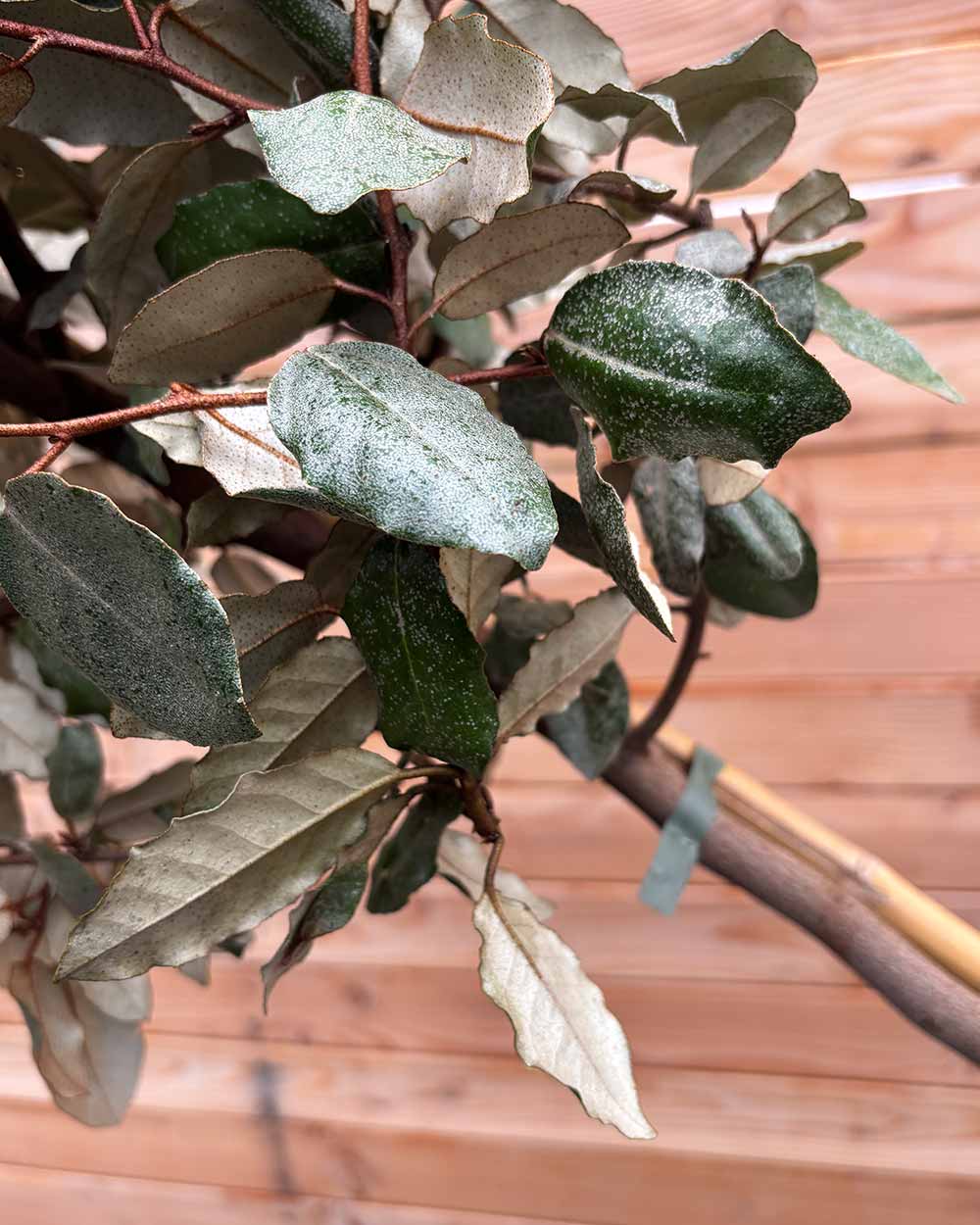 Ölweide "Elaeagnus ebbingei compacta" Hochstamm