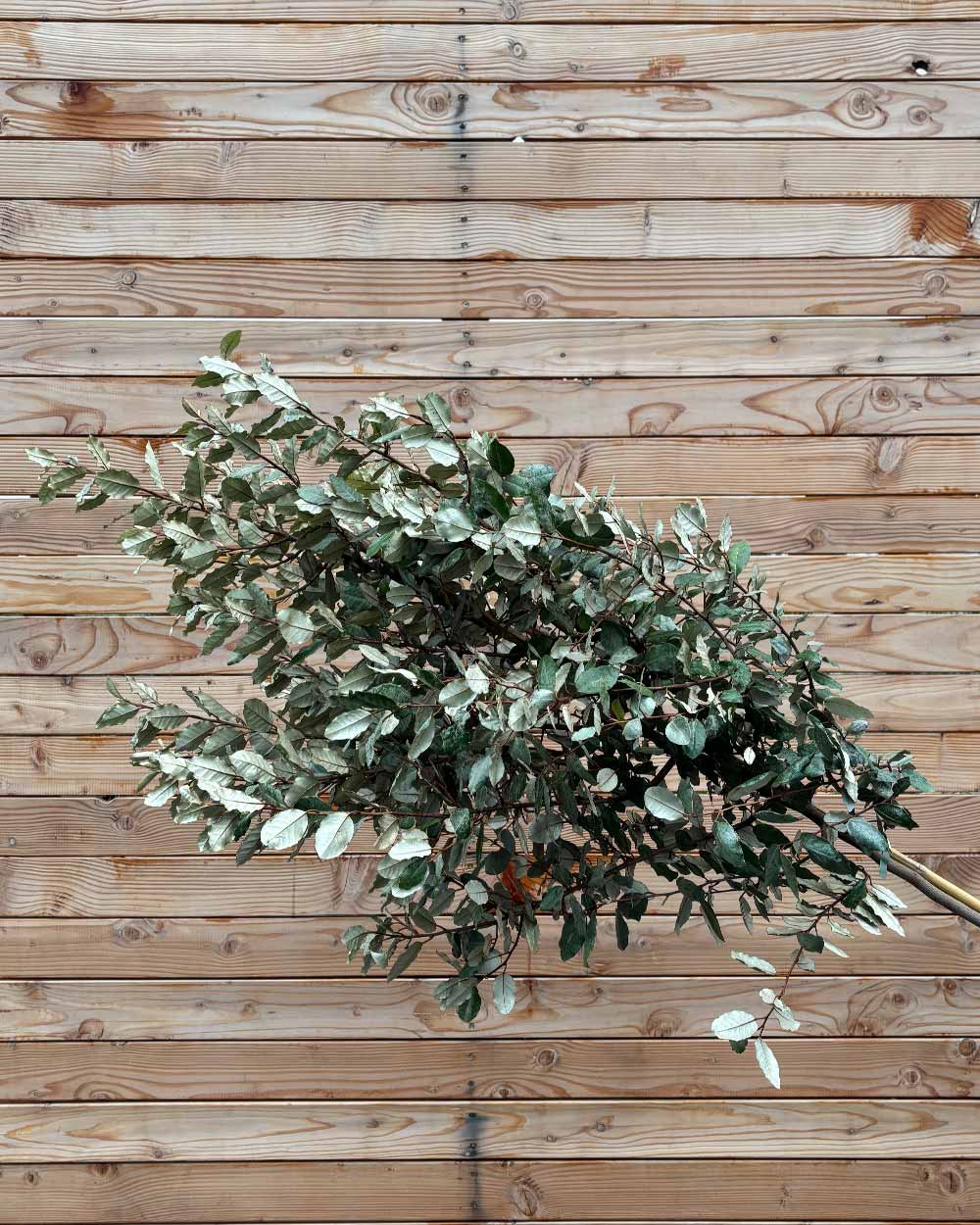 Ölweide "Elaeagnus ebbingei compacta" Hochstamm