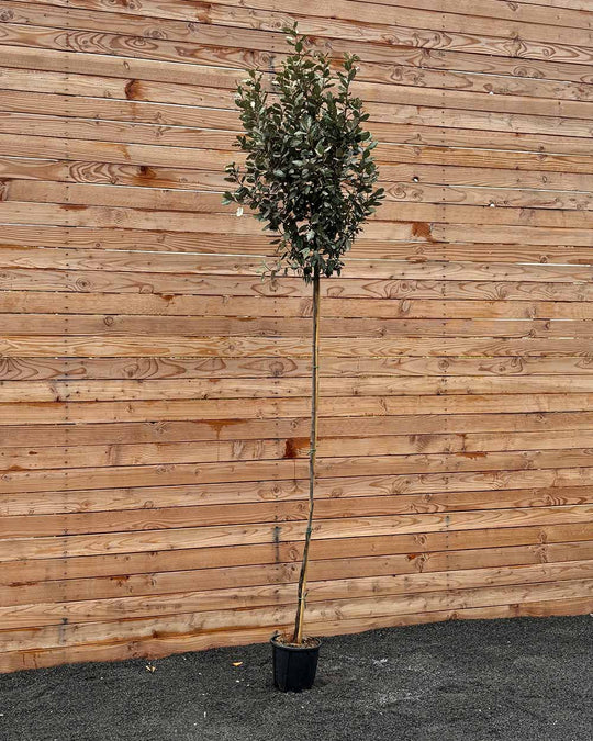 Ölweide "Elaeagnus ebbingei compacta" Hochstamm