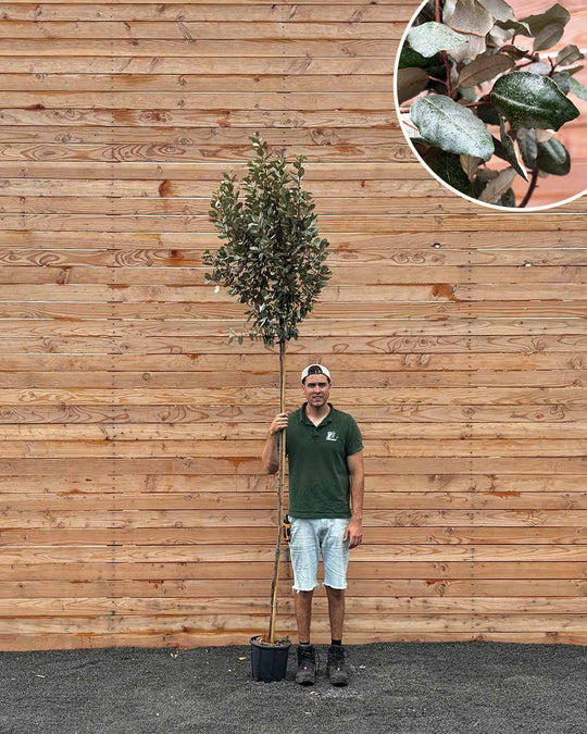Ölweide (Elaeagnus ebbingei ‘Compacta’) Hochstamm