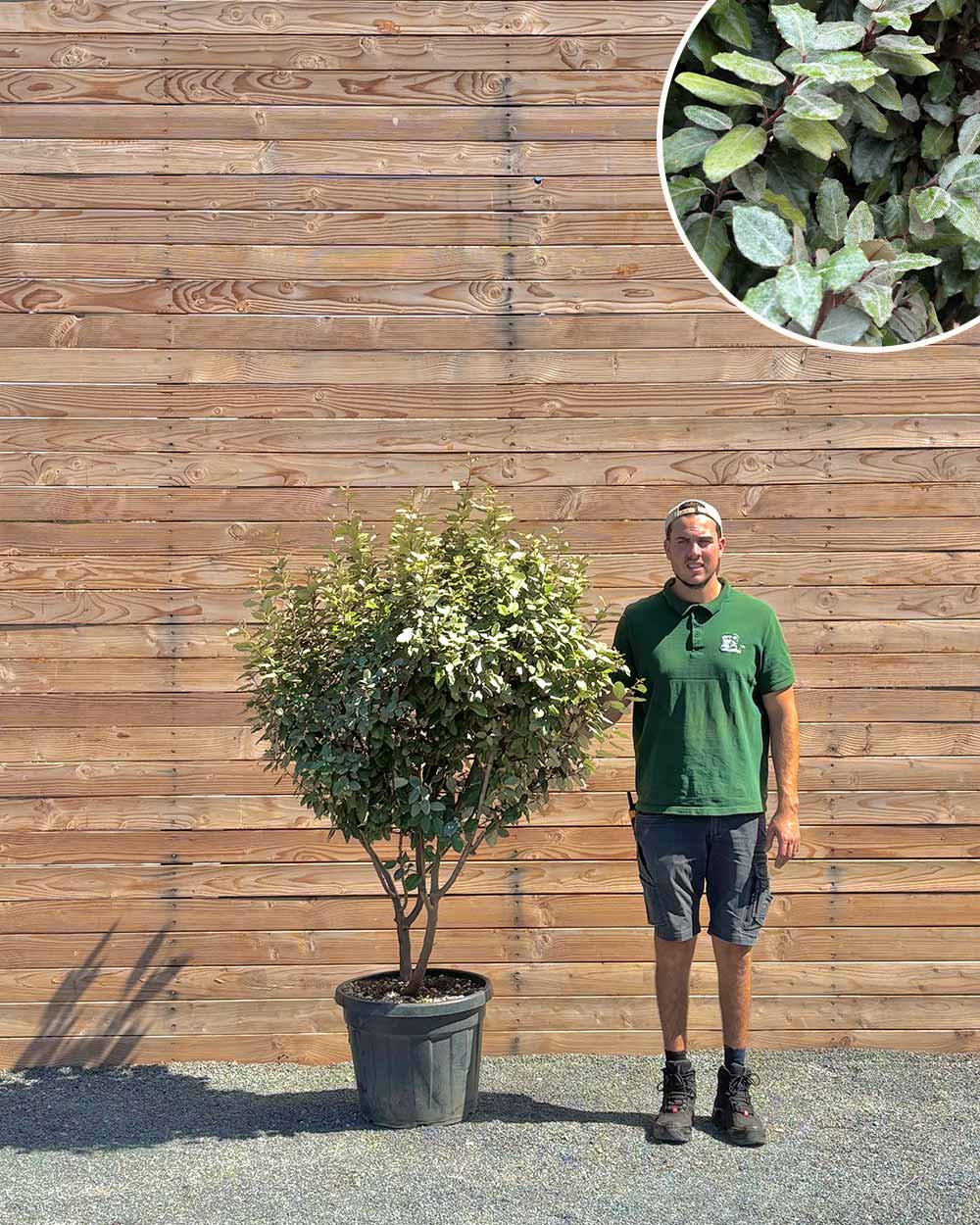 Ölweide – Elaeagnus x ebbingei ‘Compacta’ (Mehrstämmig)