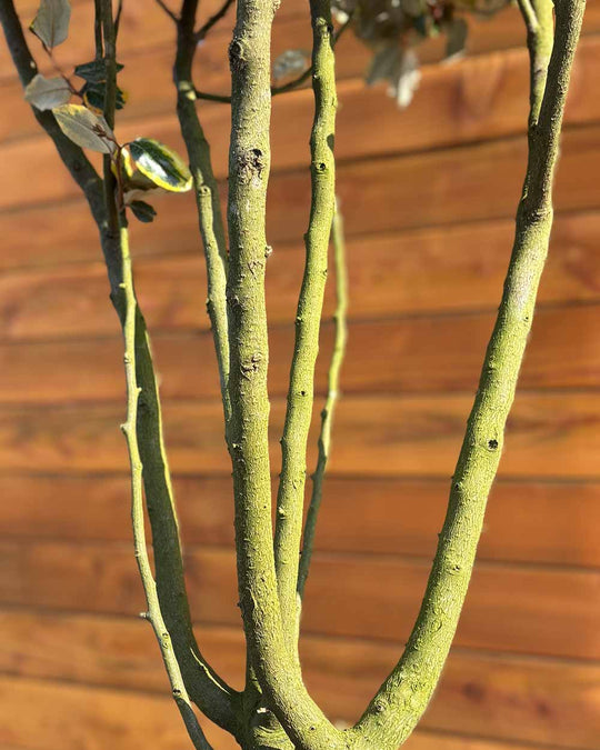 Ölweide – Elaeagnus ebbingei ‘Vivileg’ (Mehrstämmig)