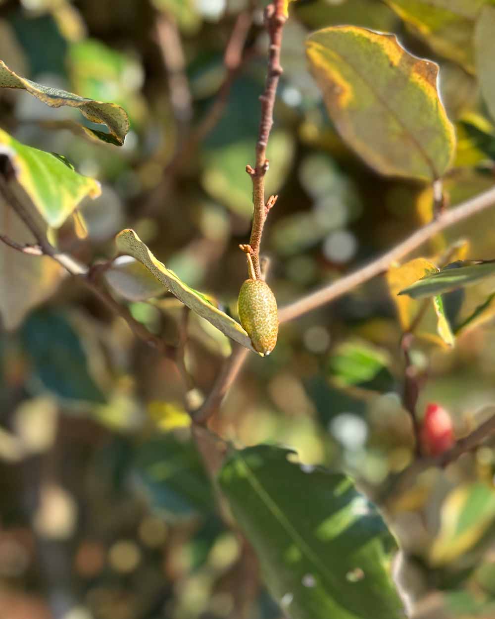 Ölweide – Elaeagnus ebbingei ‘Vivileg’ (Mehrstämmig)