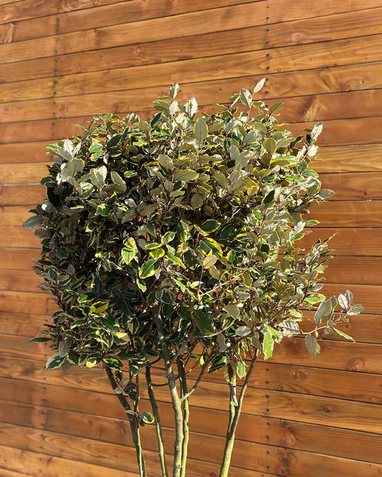 Ölweide – Elaeagnus ebbingei ‘Vivileg’ (Mehrstämmig)