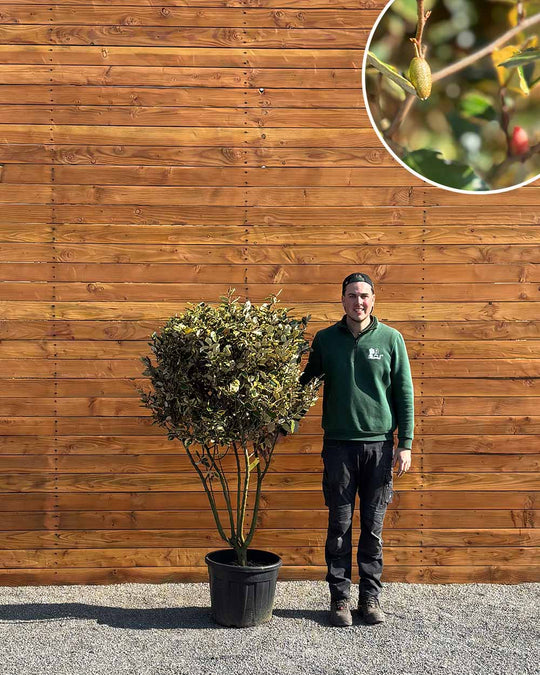 Ölweide – Elaeagnus ebbingei ‘Vivileg’ (Mehrstämmig)