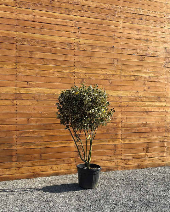 Ölweide – Elaeagnus ebbingei ‘Vivileg’ (Mehrstämmig)