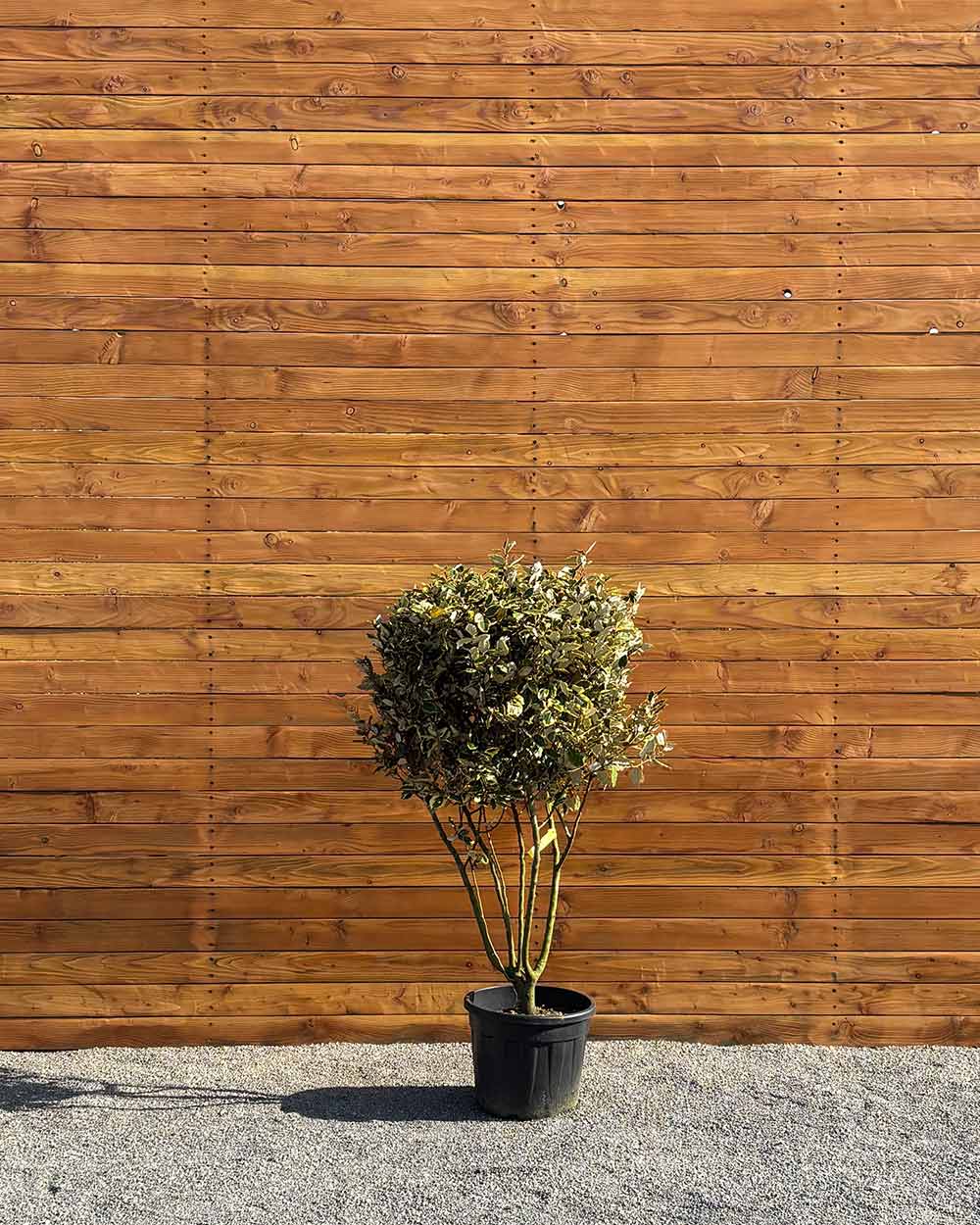 Ölweide – Elaeagnus ebbingei ‘Vivileg’ (Mehrstämmig)