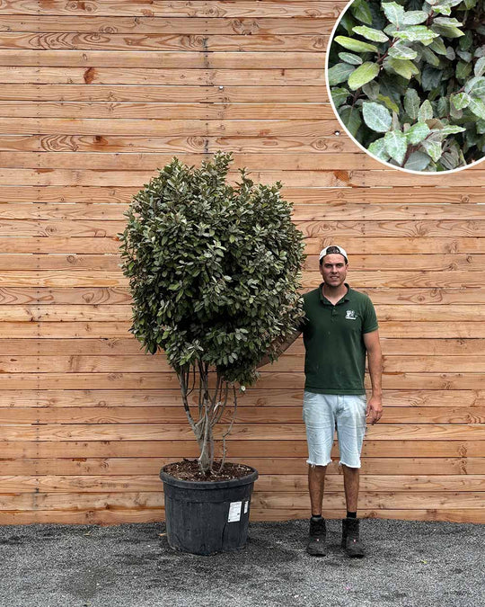 Ölweide Mehrstämmig XXL