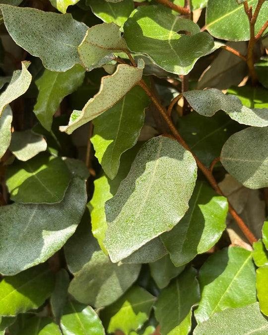 Ölweide – Elaeagnus × ebbingei (Spalierbusch)