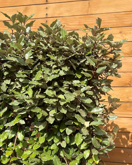 Ölweide – Elaeagnus × ebbingei (Spalierbusch)