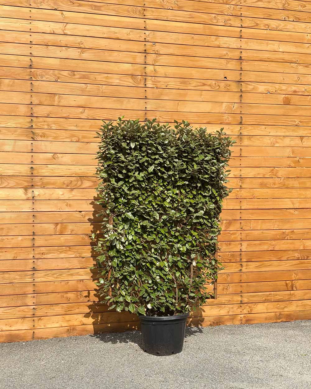 Ölweide – Elaeagnus × ebbingei (Spalierbusch)