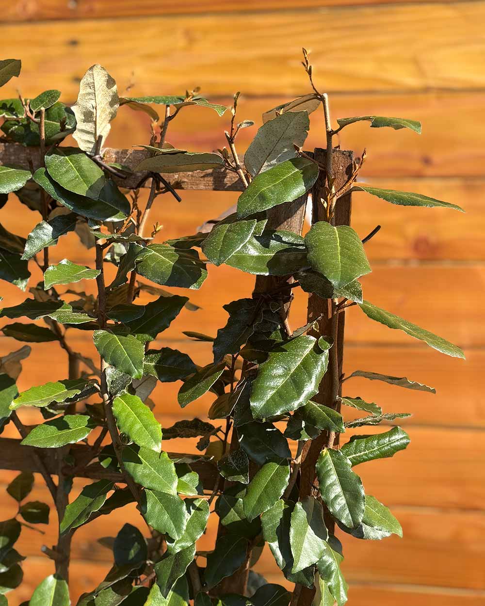 Ölweide – Elaeagnus × ebbingei (Spalierbusch)