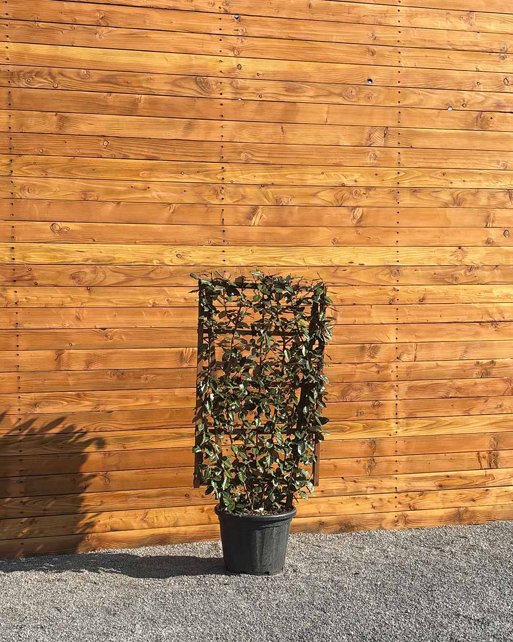 Ölweide – Elaeagnus × ebbingei (Spalierbusch)