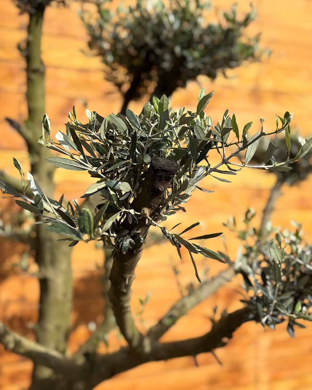 Olivenbaum – Olea europaea ‘Koroneiki’ (Pon Pon) (Balance)