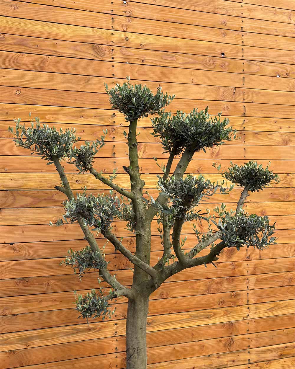 Olivenbaum – Olea europaea ‘Koroneiki’ (Pon Pon) (Balance)