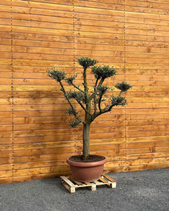 Olivenbaum – Olea europaea ‘Koroneiki’ (Pon Pon) (Balance)