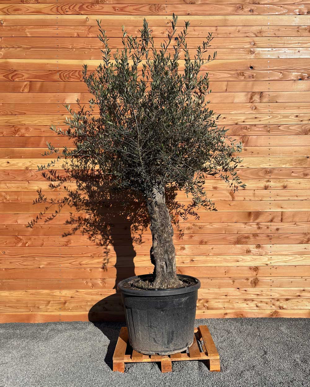 Olivenbaum „Classico“ (C1)