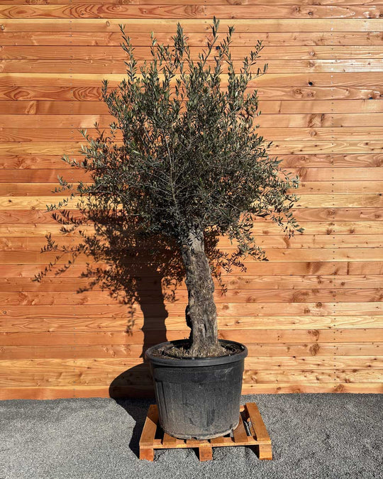 Olivenbaum „Classico“ (C1)