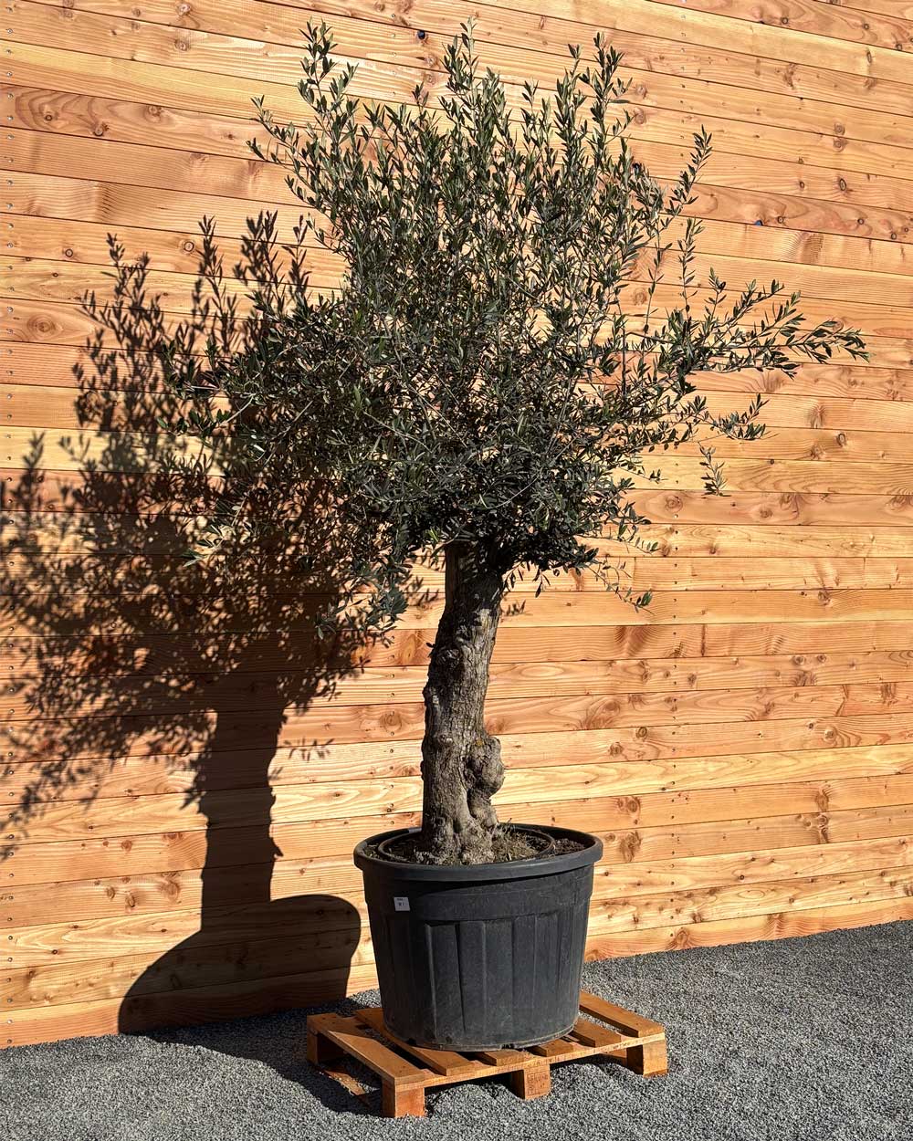 Olivenbaum „Classico“ (C1)