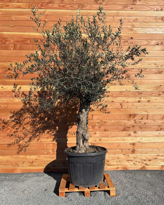 Olivenbaum „Classico“ (C1)